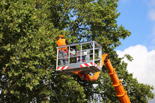 Professional Tree Service in Edgewater, CO